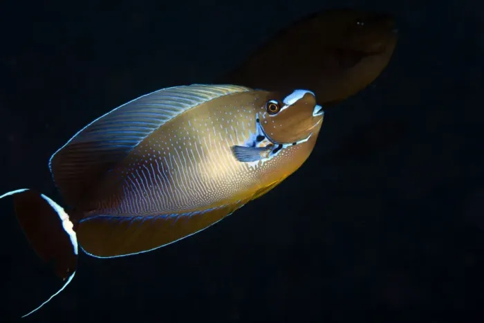 Framed Print : Big Nose Unicornfish - Maldives
