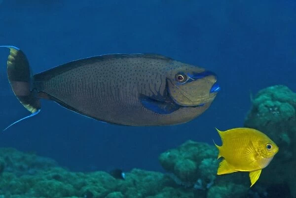 Big nose unicornfish - Male - flaring his courting colours this male flirts with the females in his area. He can turn his brilliant blue on and off in a second. With Yellow Chromis (Chromis analis) - Papua New Guinea