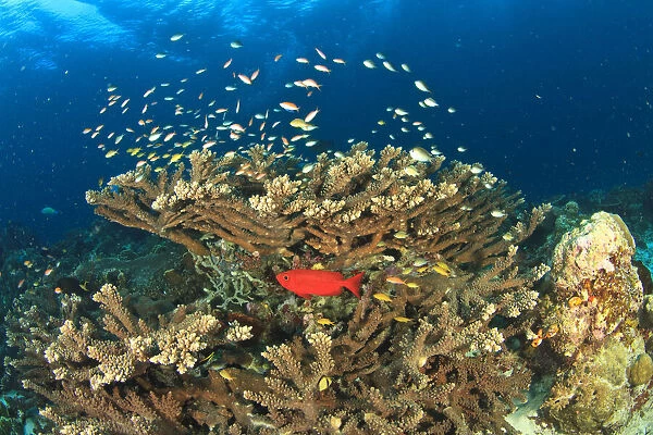 Bigeye hiding under hard coral, Kadola Island