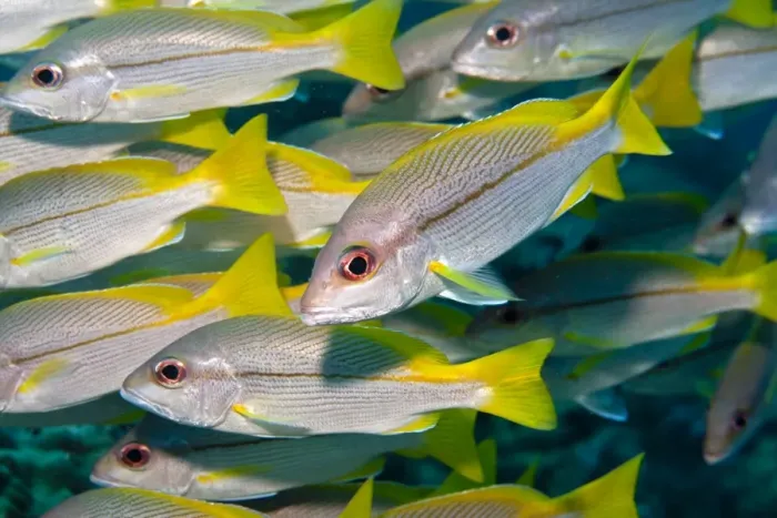 Framed Print : Bigeye Snapper - school - Malaysia Framed Print : Bigeye Snapper - school - Malaysia