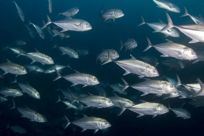 Framed Print : Bigeye Trevally - Maldives Framed Print : Bigeye Trevally - Maldives