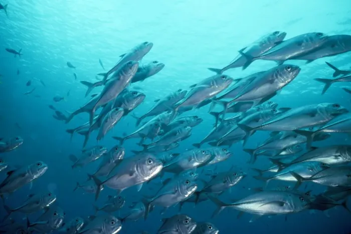 Framed Print : Bigeye Trevally - Papua New Guinea Framed Print : Bigeye Trevally - Papua New Guinea