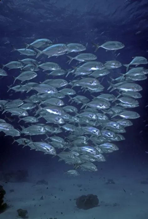 Framed Print : Bigeye Trevally - shoal, common along reef dropoffs these fish are always found in large schools. Lady Elliot Island, Great Barrier Reef Framed Print : Bigeye Trevally - shoal, common along reef dropoffs these fish are always found in large schools. Lady Elliot Island, Great Barrier Reef