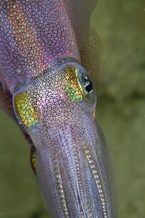 Framed Print : Bigfin Reef Squid - Indonesia Framed Print : Bigfin Reef Squid - Indonesia