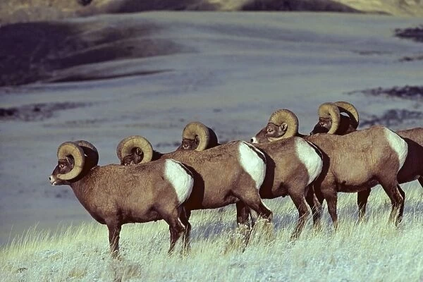 Bighhorn Sheep - rams in early November Montana-Wyoming, Yellowstone National Park, North America. MS187