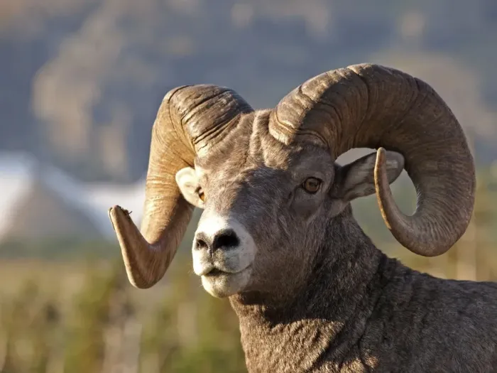 Framed Print : Bighorn  /  Big-Horn Sheep - Glacier National Park - USA
