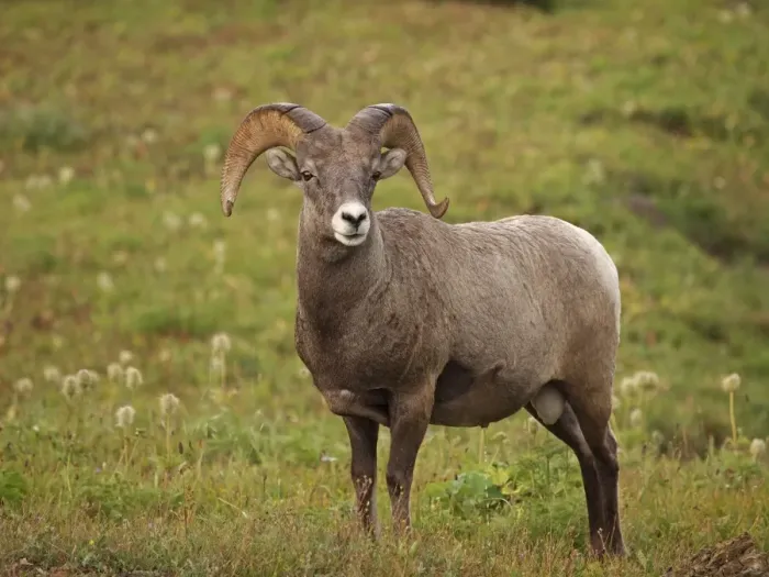 Framed Print : Bighorn / Big-Horn Sheep - urinating - Glacier National Park - USA Framed Print : Bighorn / Big-Horn Sheep - urinating - Glacier National Park - USA