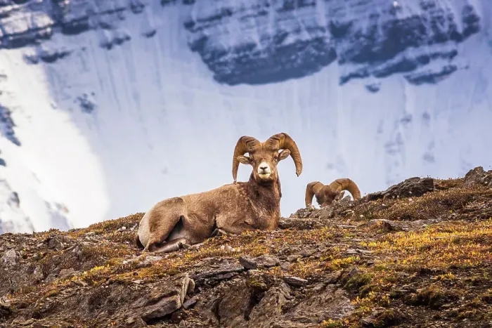 Framed Print : Bighorn rams on Wilcox Ridge under Mount Athabasca, Jasper National Park, Alberta, Canada Date: 25-05-2021 Framed Print : Bighorn rams on Wilcox Ridge under Mount Athabasca, Jasper National Park, Alberta, Canada Date: 25-05-2021