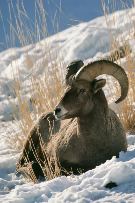 Framed Print : Bighorn Sheep Framed Print : Bighorn Sheep