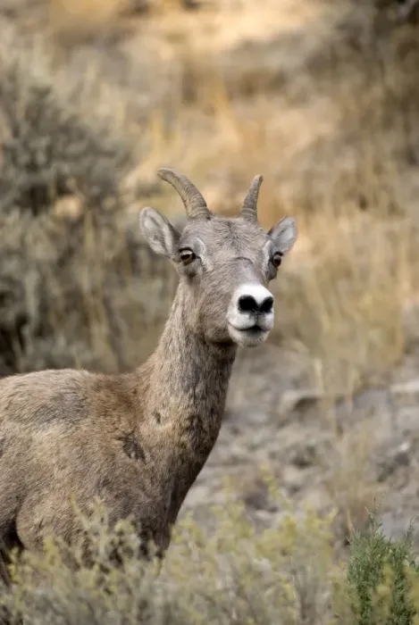 Framed Print : Bighorn Sheep Close up of head of female Yellowstone NP. USA Framed Print : Bighorn Sheep Close up of head of female Yellowstone NP. USA