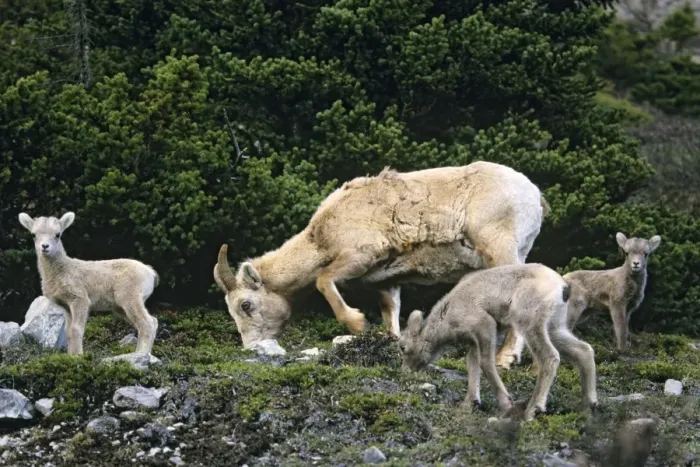 Framed Print : Bighorn Sheep - ewe and lambs Jasper National Park, Rocky Mountains, Alberta, Canada. MS468 Framed Print : Bighorn Sheep - ewe and lambs Jasper National Park, Rocky Mountains, Alberta, Canada. MS468