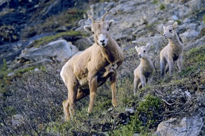 Framed Print : Bighorn Sheep - ewe with lambs (probably only one lamb is hers as bighorn seldom have twins, though frequently one or two ewes will watch over several lambs). Jasper National Park, Rocky Mountains, Alberta, Canada. MS474