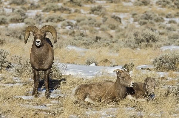 Bighorn Sheep - family - ram, ewe and lamb - Autumn - Wyoming - USA _E7C2425