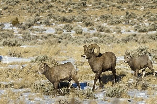 Bighorn Sheep - family - ram, ewe and lamb - Autumn - Wyoming - USA _E7C2446