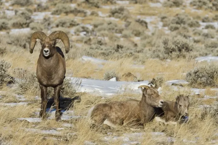 Framed Print : Bighorn Sheep - family - ram, ewe and lamb - Autumn - Wyoming - USA _E7C2425 Framed Print : Bighorn Sheep - family - ram, ewe and lamb - Autumn - Wyoming - USA _E7C2425