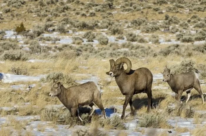 Framed Print : Bighorn Sheep - family - ram, ewe and lamb - Autumn - Wyoming - USA _E7C2446 Framed Print : Bighorn Sheep - family - ram, ewe and lamb - Autumn - Wyoming - USA _E7C2446