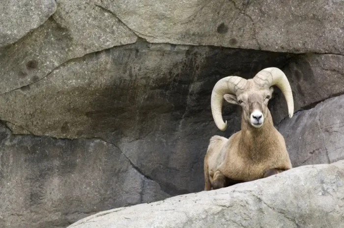 Framed Print : Bighorn Sheep Male sitting on rock ledge Montana. USA Framed Print : Bighorn Sheep Male sitting on rock ledge Montana. USA