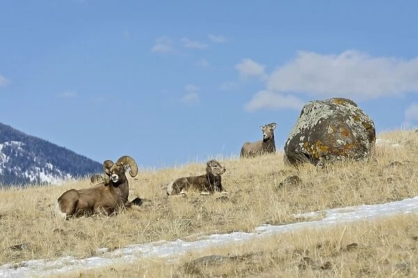 Bighorn Sheep (Ovis canadensis) family--ram, lamb and ewe. Western U. S. late fall. _E7C3559