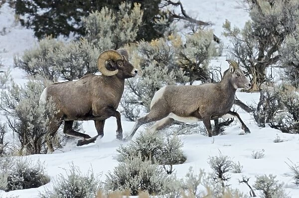 Bighorn Sheep - ram chasing ewe he thinks is ready to mate (estrus) in December snow - Rocky Mountains - USA _E7C3470