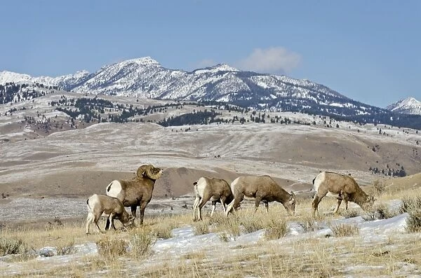 Bighorn Sheep - ram checking out  /  smelling to see if any ewes are ready to mate - Autumn - Rocky Mountains - USA _E7C3657