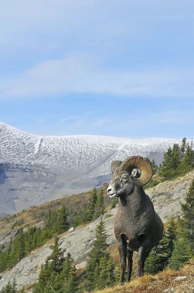 Bighorn Sheep Ram - with near full curl - Alberta - Northern Rockies - Canada -Autumn _C3B6946