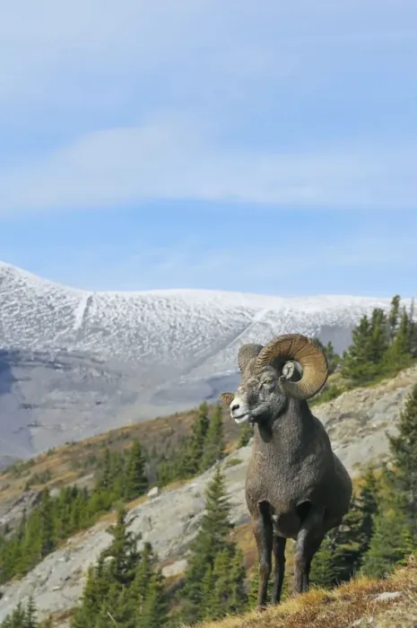 Framed Print : Bighorn Sheep Ram - with near full curl - Alberta - Northern Rockies - Canada -Autumn _C3B6946 Framed Print : Bighorn Sheep Ram - with near full curl - Alberta - Northern Rockies - Canada -Autumn _C3B6946