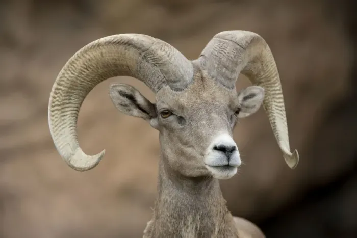 Framed Print : Bighorn Sheep - Ram portrait - Arizona - USA Framed Print : Bighorn Sheep - Ram portrait - Arizona - USA