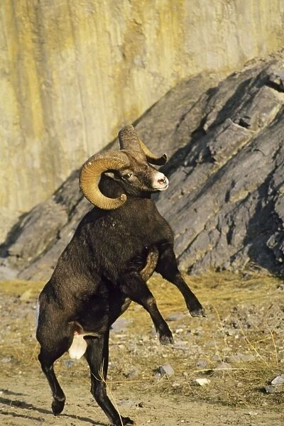 Bighorn Sheep - ram preparing to butt another ram Jasper National Park, Canada. MS414