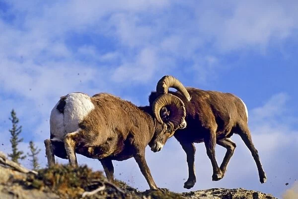 Bighorn Sheep - rams butt heads. Jasper National Park, Rocky Mountains, Alberta, Canada. MS334