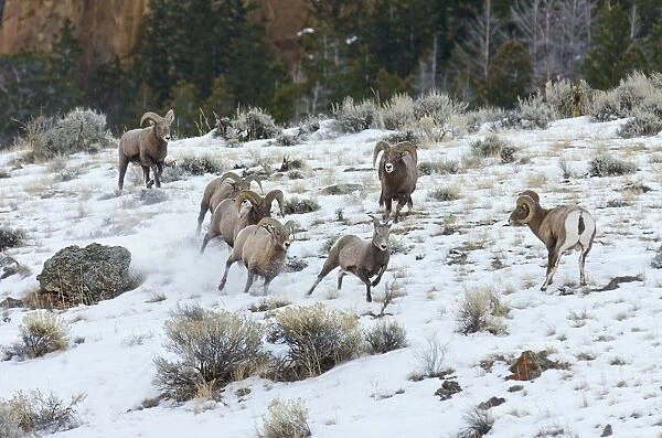 Bighorn Sheep - rams chasing ewe that they think is ready to mate (estrus) in December snow - Rocky Mountains - USA _E7C3447