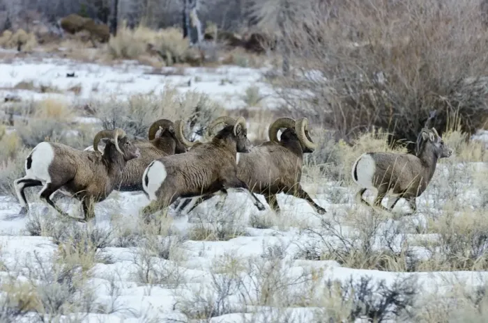 Framed Print : Bighorn Sheep - rams chasing ewe that they think is ready to mate (estrus) in December snow - Rocky Mountains - USA _E7C3493 Framed Print : Bighorn Sheep - rams chasing ewe that they think is ready to mate (estrus) in December snow - Rocky Mountains - USA _E7C3493