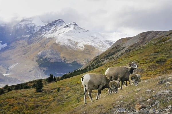 Bighorn Sheep Rams - grazing in subalpine meadow - Northern Rockies - Canada - Autumn _C3B6764