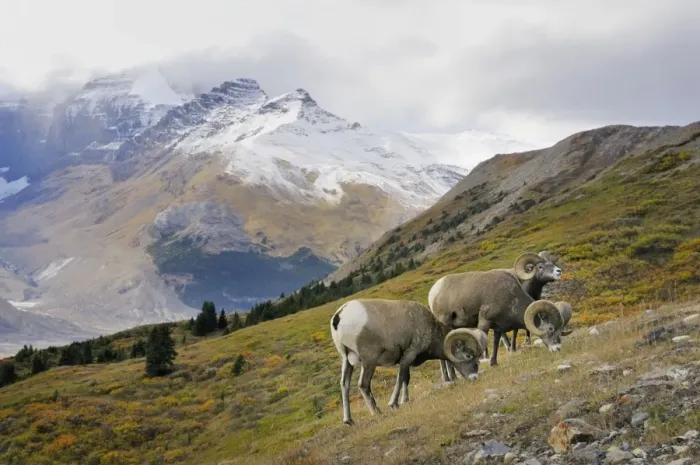 Framed Print : Bighorn Sheep Rams - grazing in subalpine meadow - Northern Rockies - Canada - Autumn _C3B6764 Framed Print : Bighorn Sheep Rams - grazing in subalpine meadow - Northern Rockies - Canada - Autumn _C3B6764