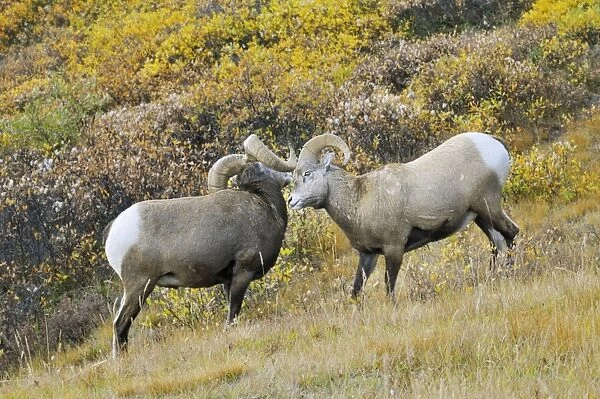 Bighorn Sheep Rams - larger ram showing dominance over younger male - Northern Rockies - Alberta - Canada - Autumn _C3B6828