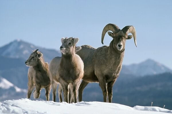 Bighorn Sheep Rocky Mountains