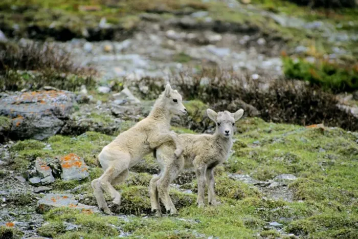 Framed Print : Bighorn Sheep - Young lambs playing. June. Rocky Mountains, Jasper National Park, Alberta, Canada. MS448 Framed Print : Bighorn Sheep - Young lambs playing. June. Rocky Mountains, Jasper National Park, Alberta, Canada. MS448