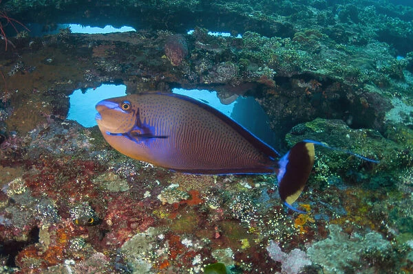 Bignose Unicornfish - Liberty Wreck dive site, Tulamben, Karangasem, Bali, Indonesia, Indian Ocean Bignose Unicornfish - Liberty Wreck dive site, Tulamben, Karangasem, Bali, Indonesia, Indian Ocean