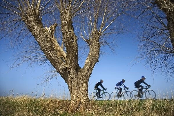 Bikers  /  Cyclists - on dyke with Knotted Willow tree