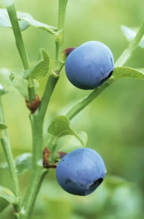 Framed Print : Bilberry. ME-1760. Bilberry. Vaccinium myrtillus Framed Print : Bilberry. ME-1760. Bilberry. Vaccinium myrtillus