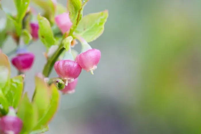 Framed Print : Bilberry Flower - Spring - Spain Framed Print : Bilberry Flower - Spring - Spain