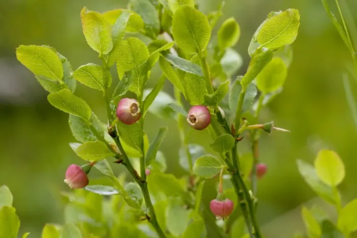 Framed Print : Bilberry (Vaccinium myrtillus) in flower. Exmoor Framed Print : Bilberry (Vaccinium myrtillus) in flower. Exmoor