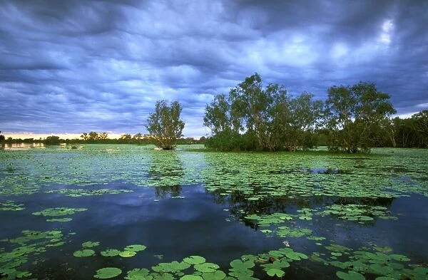 Billabong - Yellow Water - Paperbark swamp with Water lilies (Nelumbo nucifera); Kakadu National Park (World Heritage Area); Northern Territory; Australia JPF50960