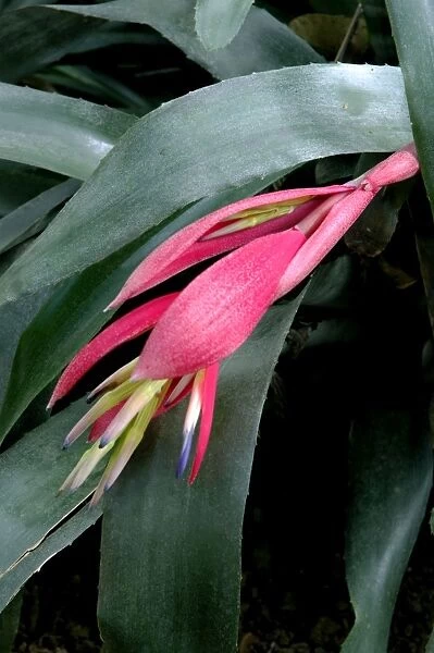 Billbergia windii - Hybrid bromeliad - a secluded high-walled garden which adjoins the Tomas Morales Museum, Gran Canaria. February