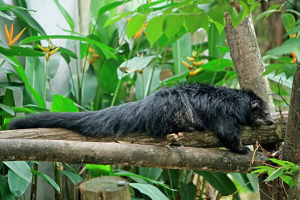 Binturong  /  Bearcat - lying on tree branch