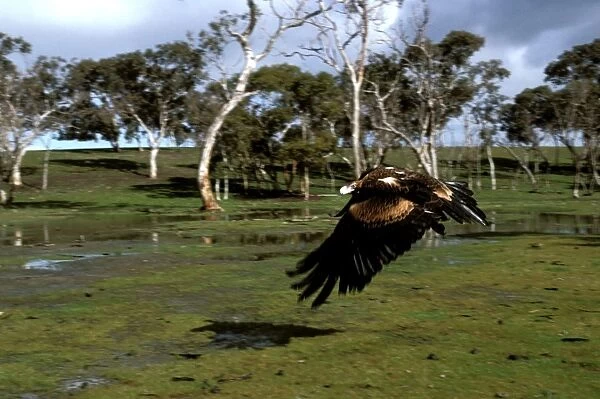 BIR00143. AUS-179. Wedge-tailed eagle in flight.