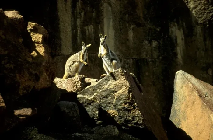 Framed Print : BIR00321. AUS-183. Yellow-footed rock wallaby (Petrogale xanthopus) pair Framed Print : BIR00321. AUS-183. Yellow-footed rock wallaby (Petrogale xanthopus) pair