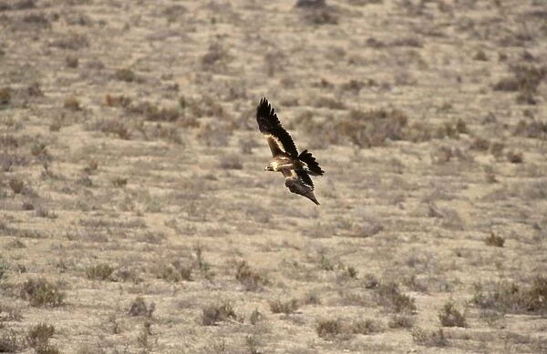 BIR00351. AUS-184. Wedge-tailed eagle - in flight (from above).