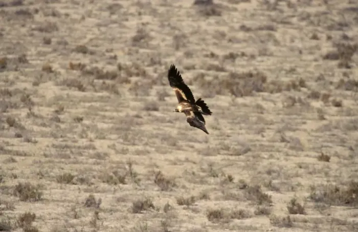 Framed Print : BIR00351. AUS-184. Wedge-tailed eagle - in flight (from above). Framed Print : BIR00351. AUS-184. Wedge-tailed eagle - in flight (from above).