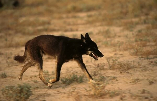 BIR00375. AUS-185. Dingo (Canis lupus dingo ) with black coat