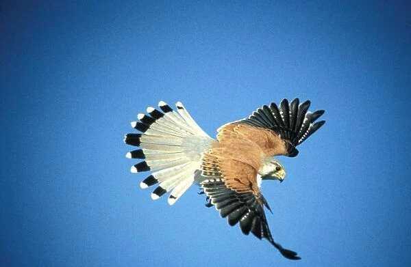 BIR0246d. AUS-180. Nankeen kestrel - male in flight.
